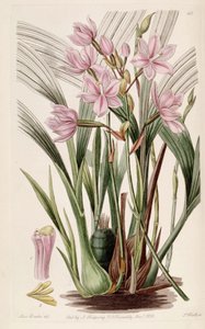 Spathoglottis plicata (come sin. Paxtonia rosea) da Miss Drake